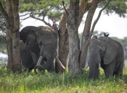 7 Days Tanzania Jungle Safari Package