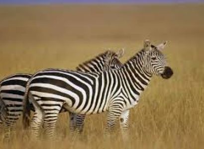 10 Days Tanzania Wild World Package