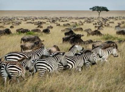 4 Days Masai Mara and Lake Nakuru Camping Safari Tour