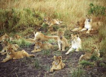 3 Days Masai Mara Safari Tour Package