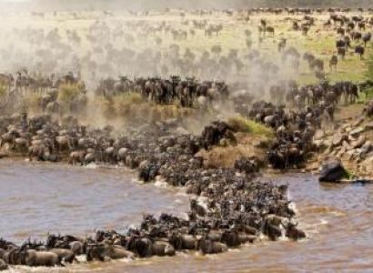 4 Days Masai Mara Wildebeest Migration Package