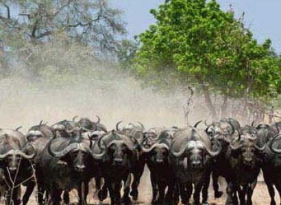 3 Days Tarangire Manyara Ngorongoro Package