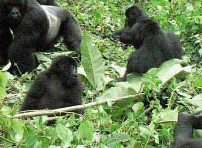 4 Days Gorilla Trekking Package