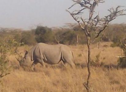 8 Days Kenya,Tanzania Safari Package