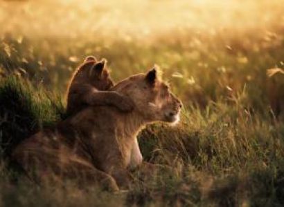 10 Days Discover Kenya and Tanzania Package