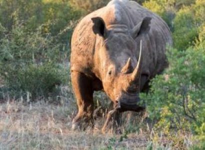 Botswana Wildlife Classic Package