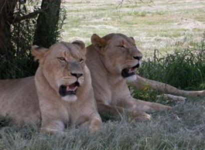 Lion Park Package