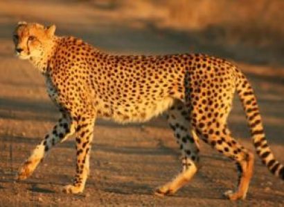 The De Wildt Cheetah Research Centre Package