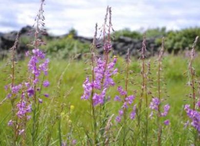 Wild Flower Tour Package