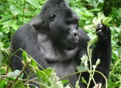 3 Days Uganda Gorilla Trekking Flying Adventure Package