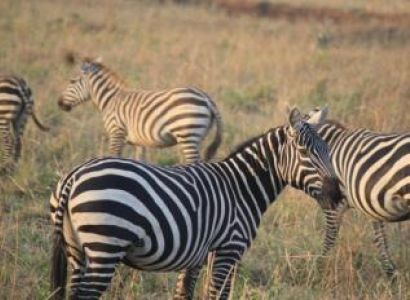 15 Days Uganda Wildlife Safari Package