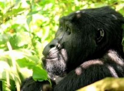 16 Days Magical Experience Tour to Uganda Package