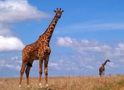 36 Days Ultimate Africa Package