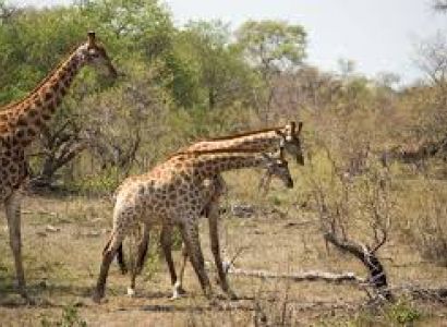 17 Day Delta, Wildlife, Zim & Kruger Group Tour package