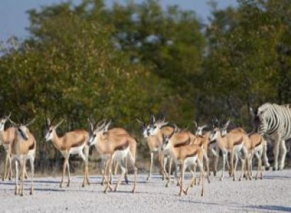 8 Day Luxury Zimbabwe and Botswana Safari Tour Package
