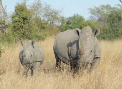 3-Day Guided Kruger Safari Package