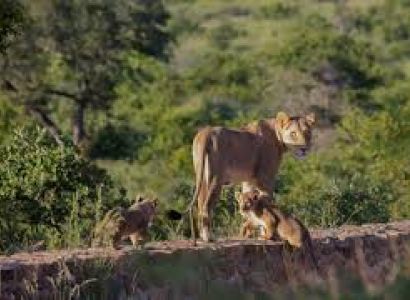 5-day Kruger Comfort Package