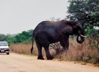 3-day Private Manyeleti/letaba Package