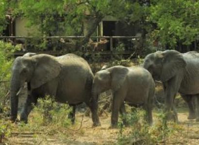 3-day Private Manyeleti/letaba Walking Safari Package