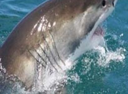 Shark Adventure Tour Package