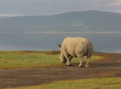 14 Days Vic Falls Masai Mara Serengeti Africa Safari Package