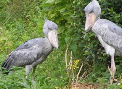 14 Days Kenya Bird-Watching Safari Package