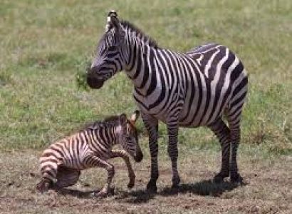 12 Days Tanzania Wildlife Photography Itinerary Package