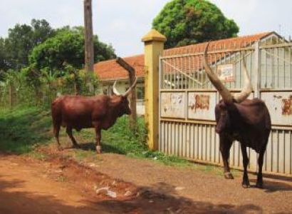 12 Day True Uganda Experience Package