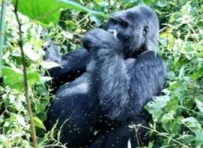 14 Day Complete Uganda Safari  Package