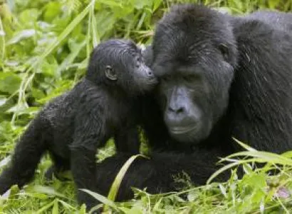 10 Day Roaming Rwanda Safari Package