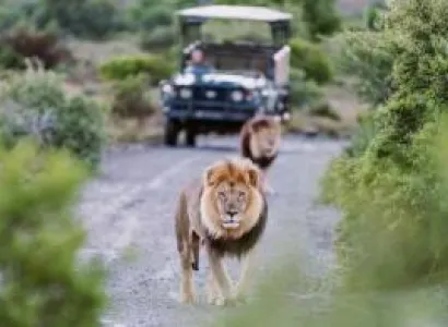 9 Day Johannesburg, Kruger National Park, and Cape Town Safari Package