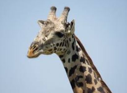 20 Day Vic Falls & Chobe Np Adventure, Rwanda Congo Gorilla and Volcano Tour, Tanzania Safari Tour P