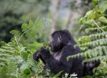 Odzala Discovery Camps – 10 Nights/11 Day Package  Package