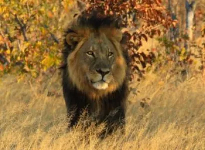 Garden Route Sa, Rwanda, Uganda Gorilla & Safari Tour, Tanzania Safari Tour  Package