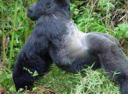3 Democratic Republic of Congo Mountain Gorilla Trek