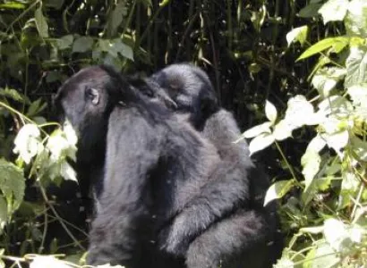 3 Day Eastern Lowland Gorilla Trek Package