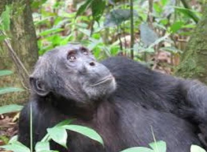 8 Day Team Rwanda Guided Congo Nile Trail Mountain Bike Tour & Chimpanzee Trek Package