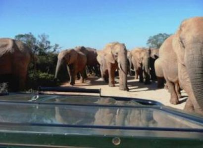 Full Day Addo Elephant National Park Tour Package