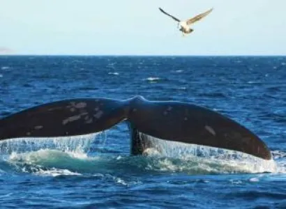 Full Day Hermanus & The Whale Route Package