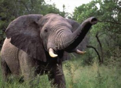 Victoria Falls in Zimbabwe or Zambia Package