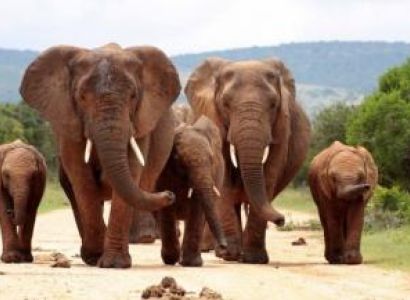 Kruger and the Kingdoms in 7 Days Package