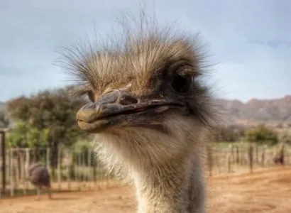 A World in One Country Package