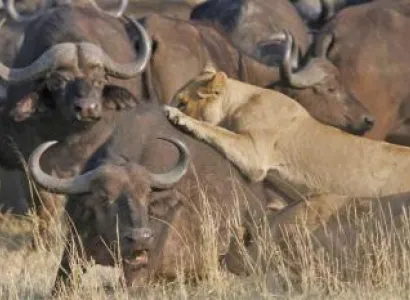 Namibian Discovery 14 Days Package