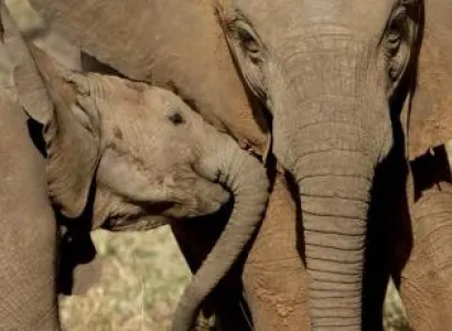 Kruger Park & Sabi Sands Safari Package