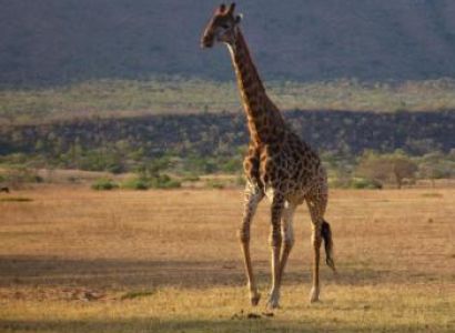 Sun City & Pilanesberg National Park Tour