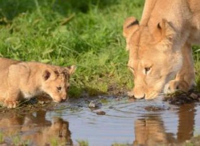 Lion and Rhino Safari Park Tour