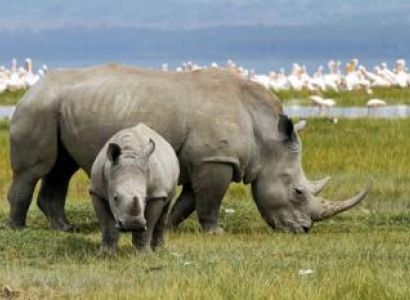 6 Days 5 Nights Safari from Nairobi to Masai Mara, Lake Nakuru, Amboseli, and Tsavo West Ending Tour