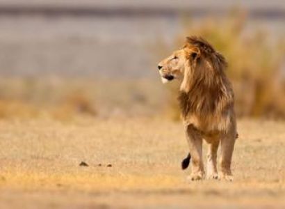 6 Days Kenya Safari from Nairobi to Masai Mara, Lake Nakuru, Amboseli and Tsavo East Ending in Momba