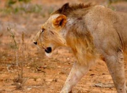 6 Days Mombasa Safari to Tsavo East, Amboseli, Lake Nakuru and Masai Mara Ending in Nairobi Package