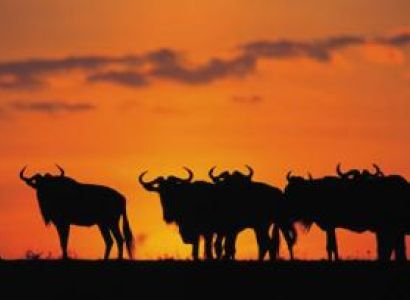 7 Days Mombasa Safari to Tsavo East, Tsavo West, Amboseli, Nakuru and Masai Mara Ending in Nairobi P